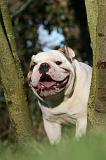 BULLDOG ANGLAIS 148